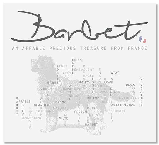 Barbet - an affable precious treasure from France
