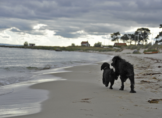 Unge Barbet Koi och kompisen Mac har fritt spring på stranden Äspet i Åhus