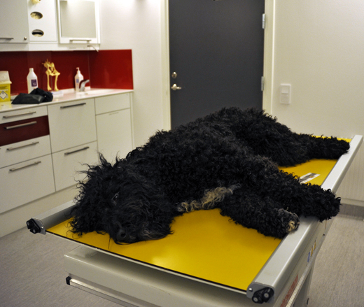 Barbet Koi sederad liggande på sida inför armbågsröntgen