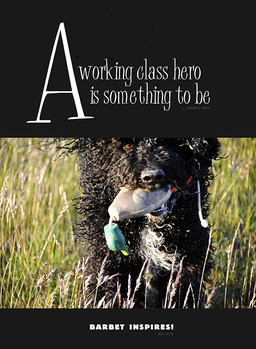 Barbet Koi - a working class hero is something to be