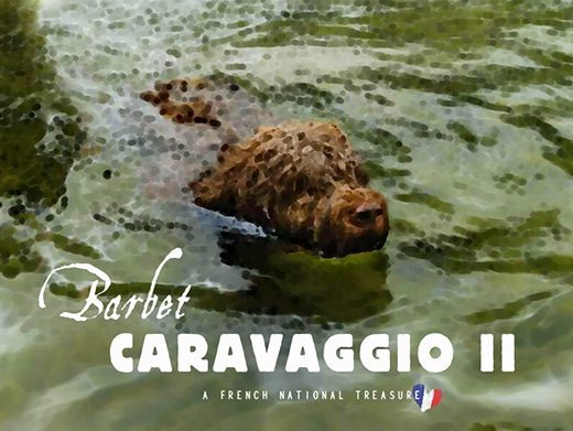 Barbet Caravaggio II på simtur