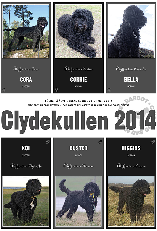 Collage på hela Clydekullen från Åbyfjordens kennel 2014