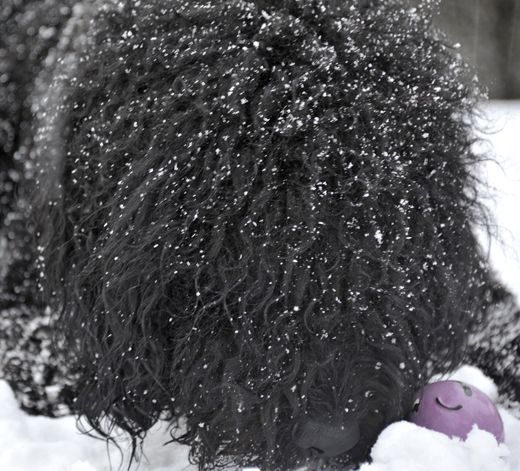Barbet Koi med håret fullt av nyfallen snö