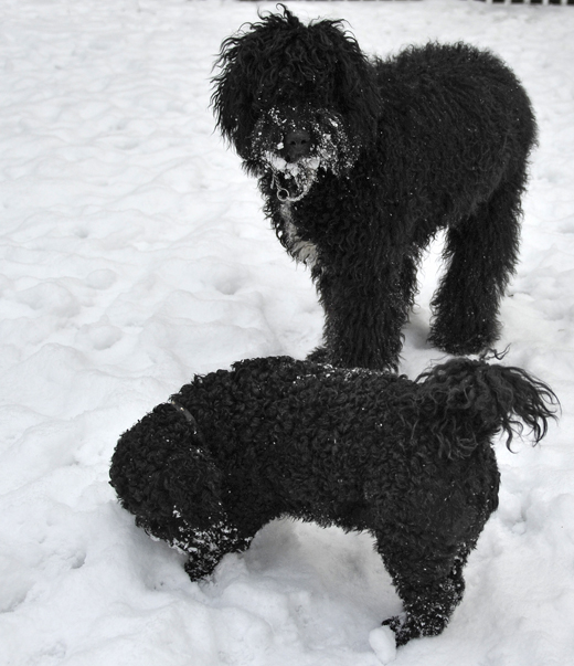 Barbet Koi i bakgrund och i förgrund kompisen Mac stående i snö