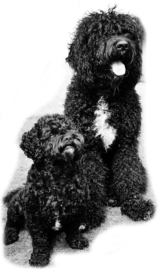 Barbet Koi och kompisen Mac i svart vit bild