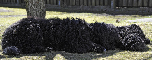 Barbet Koi och kompisen Mac tar siesta på gräsmattan