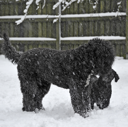 Barbet Koi och Mac i snöigt väder