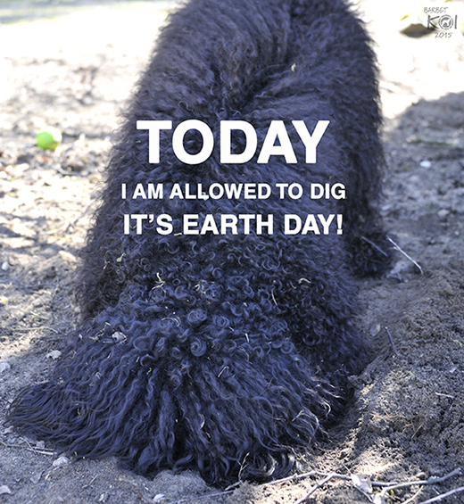 Barbet Koi värnar earthday i bild med texten Today I am allowed to dig It's earth day!