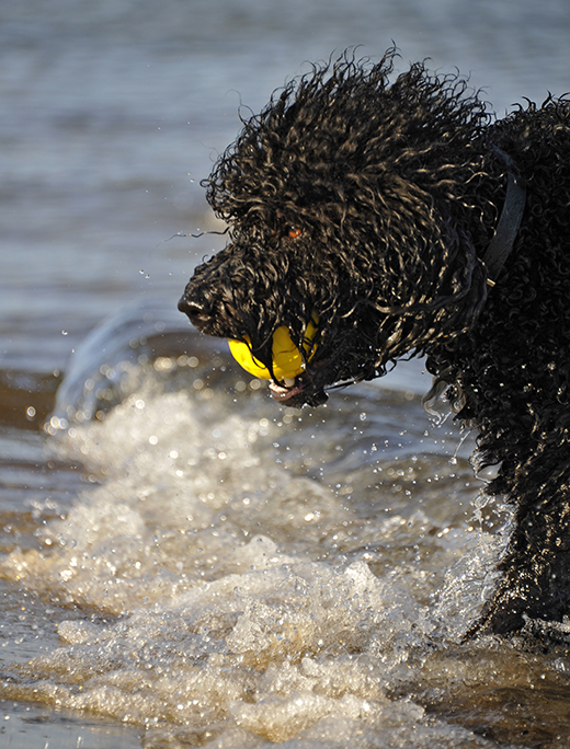 Barbet Koi på strand med gul boll i mun