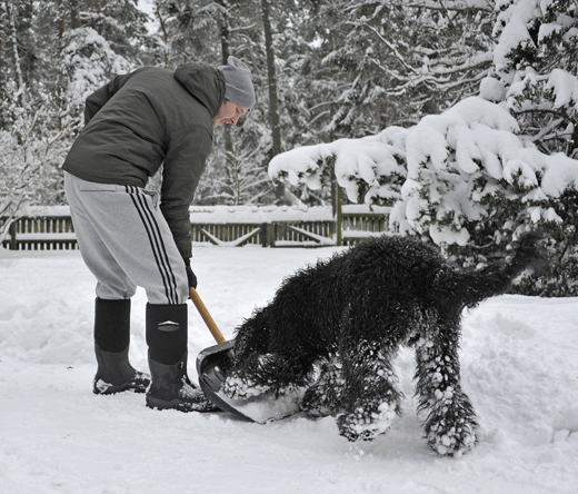 Barbet Koi hjälper eller stjälper Frans vid snöskottning
