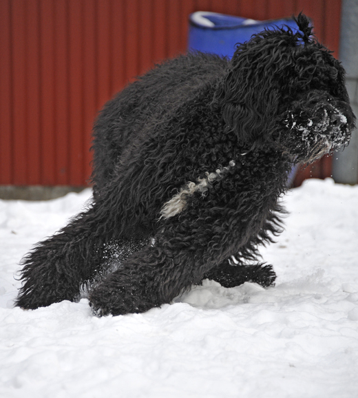 Barbet Koi full fart i snön