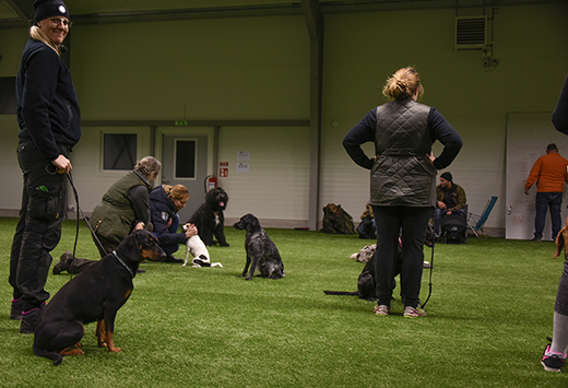 Intresserade kursdeltagare med lydiga hundar
