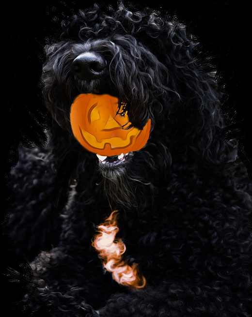 Barbet Koi med halloween pumpa i mun
