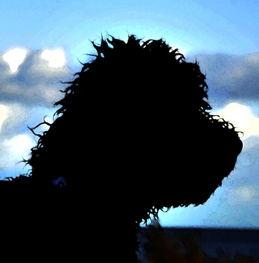 Unge Barbet Koi Silhuett av hans huvud mot molnig blå himmel