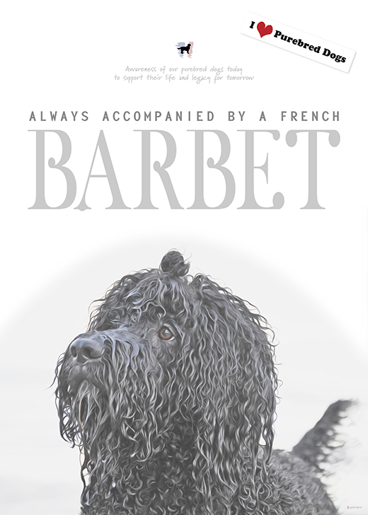 Barbet Koi är motiv på affischen Always accompanied by a French Barbet