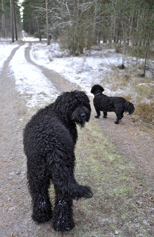 Barbet Koi och kompisen Mac på vintrig skogpromenad