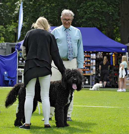 Barbet Koi på hundutställning i Ronneby Brunnspark domare är Kenneth Edh