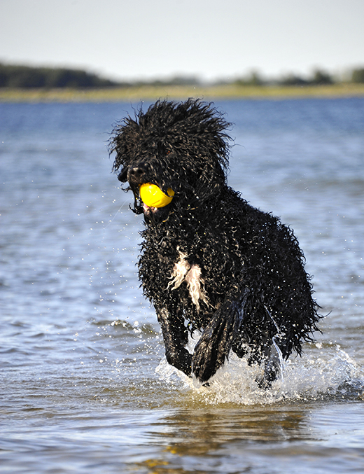 Barbet Koi i fullt spring i havet med gul boll i mun