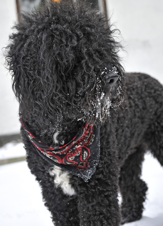 Barbet Koi med scarves i rött med vit snö i skägget