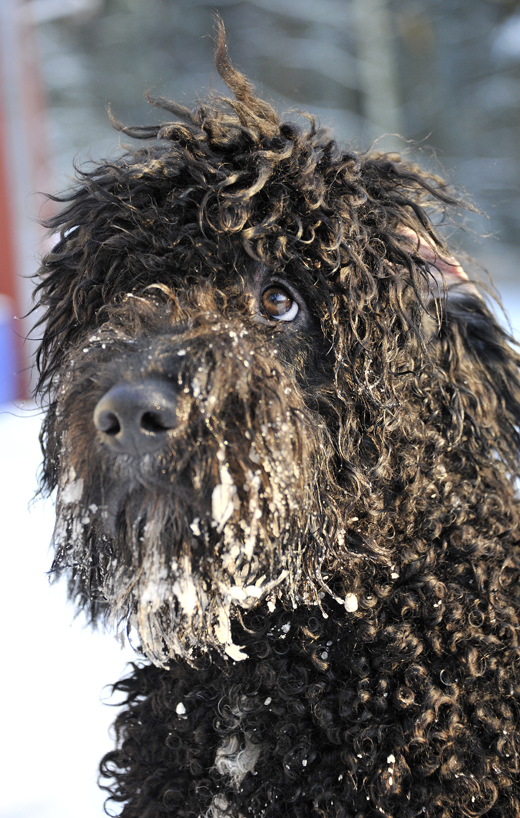Närbild Barbet Koi med snö i skägget och bedjande ögon