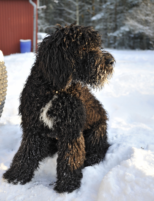 Sittande Barbet Koi i snö och vintersol