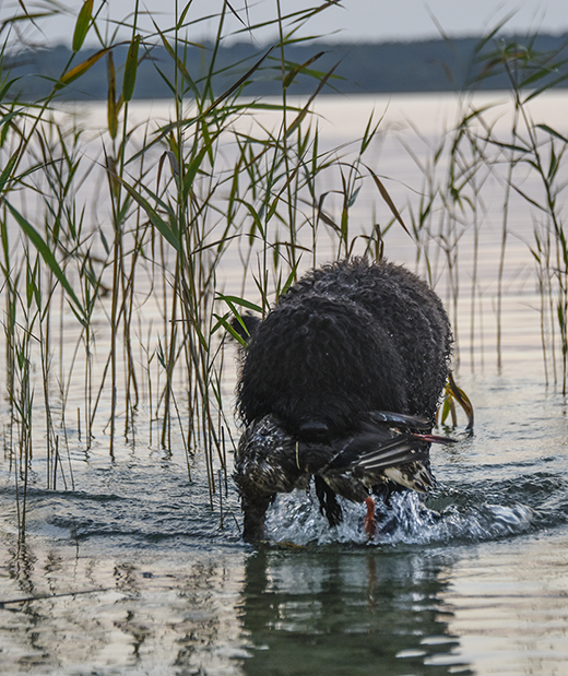 Barbet Koi tränar apportering av fågel i Levrasjöns vatten