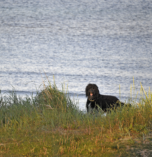 Barbet Koi vid havet med blicken vänd mot land