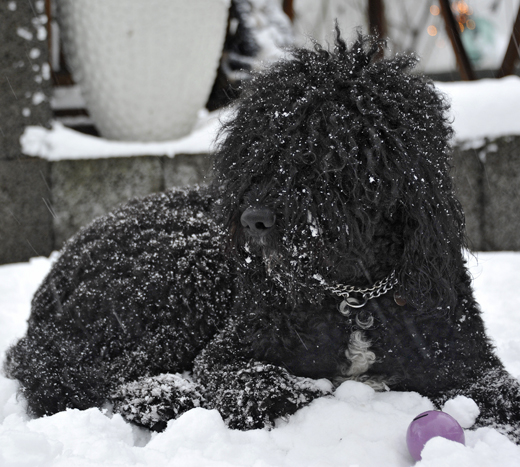 Barbet Koi har lagt sig till rätta i snön med sin lila boll nära