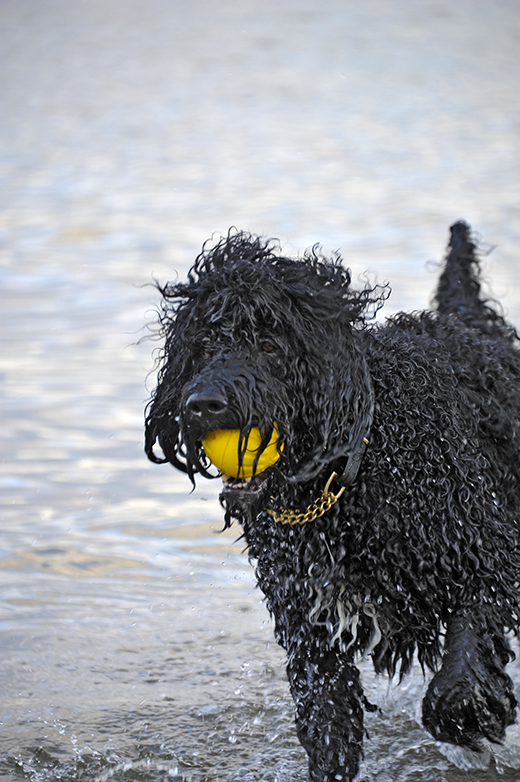 Barbet Koi vid havet med sin gula flytboll