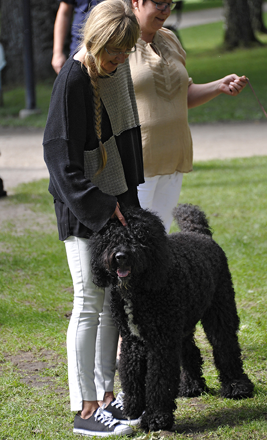 Barbet Koi på hundutställning i Ronneby 2014 i väntan på ringspring