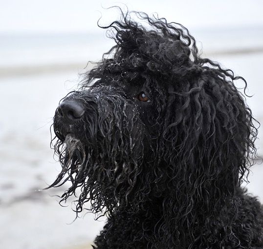 Barbet Koi vid strand och vind i håret