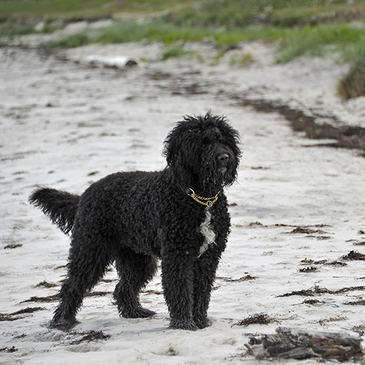 Barbet Koi ståtlig stående i sanden på stranden