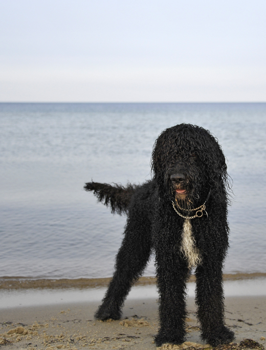 Barbet Koi är alltid redo för aktivitet här på stranden