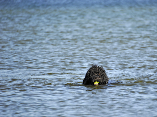 Barbet Koi simmar med sin gula boll i mun