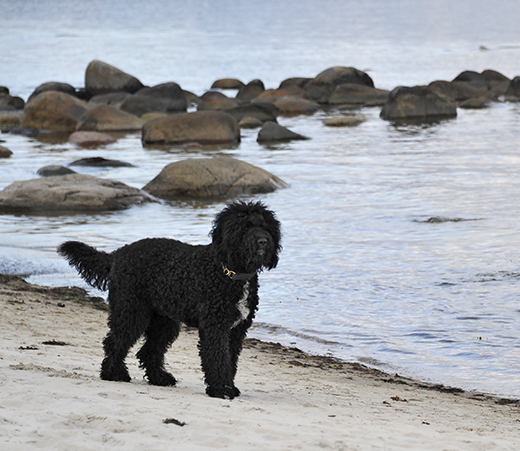 Barbet Koi i helbild vid stenig strand som möter hav