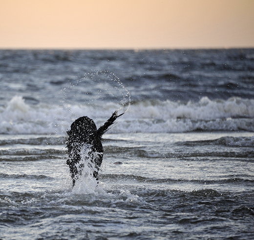 Barbet Koi på väg ut i havets vågor med svansen i vädret