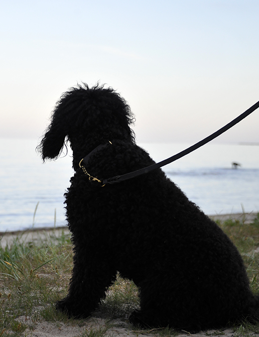 Kopplad sittande på stranden tittar Barbet Koi längtande på andra hundar som får springa fritt