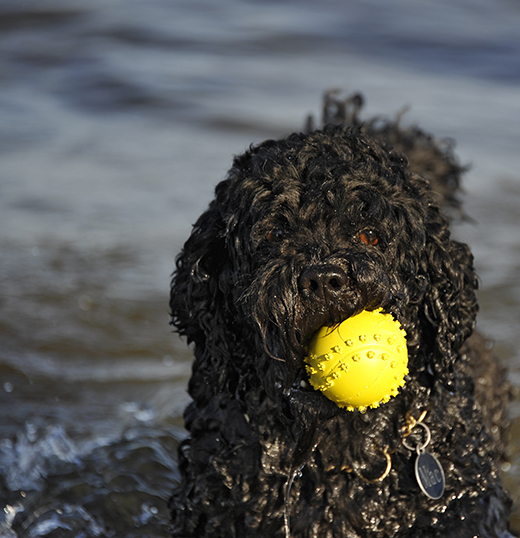 Närbild på kompis Mac i havet med munnen full av gul boll