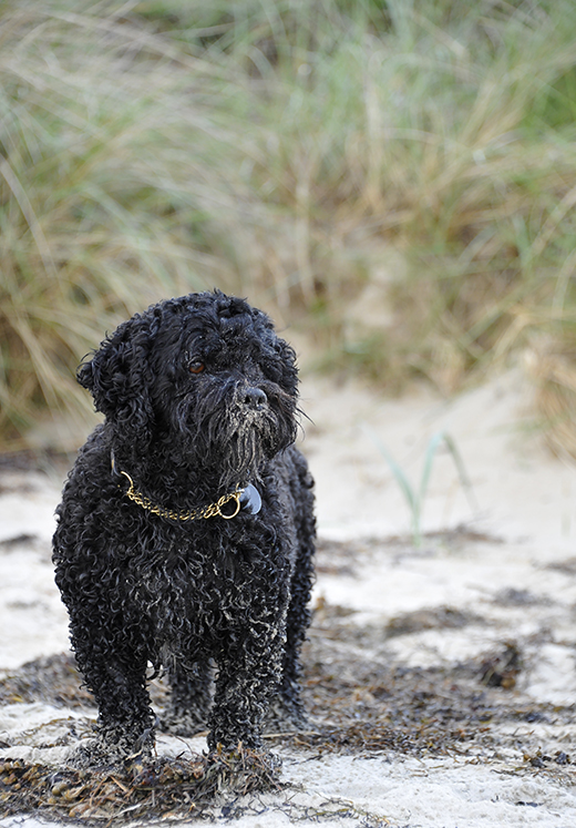 Hunden Mac Olsson bland sand och tång