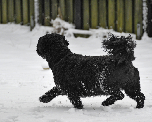 Mac springer runt i snön