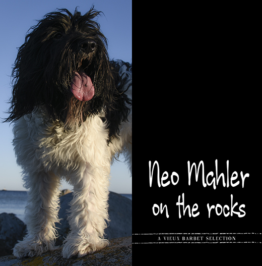 Barbet Neo Mahler on the rocks.