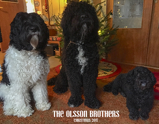 The Olsson brothers firar julen 2017, barbet Koi och Neo Mahler med kompisen Mac