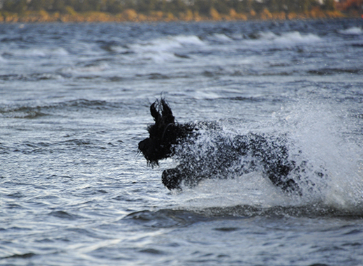 Barbet Koi i vattengalopp med flängande öron