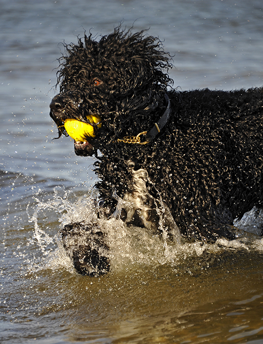 Barbet Koi springade i havet med gul boll i mun