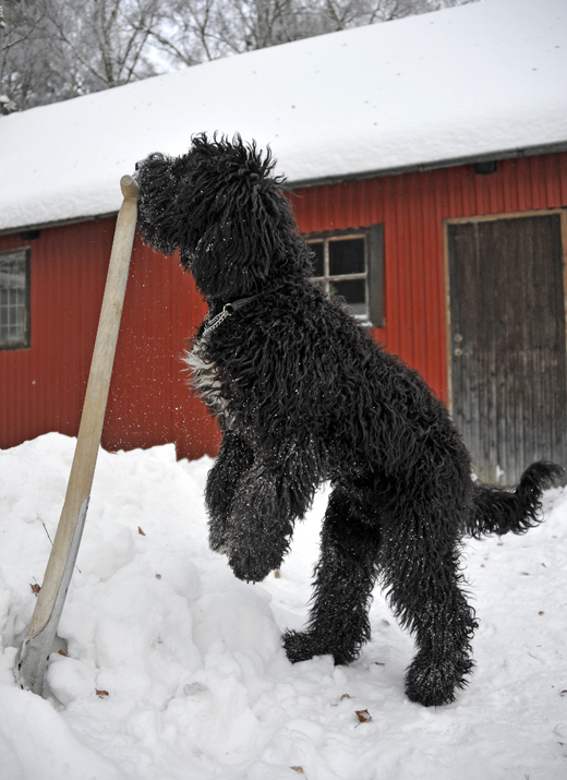 Barbet Koi kan kanske skotta snö med egen snöskyffel
