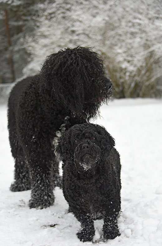 Barbet Koi och kompisen Mac i snön
