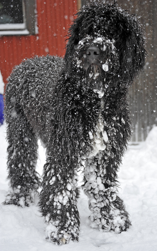 Barbet Koi får rejäla snöproblem i dalande snö