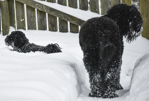 Mac och Koi i djup snö