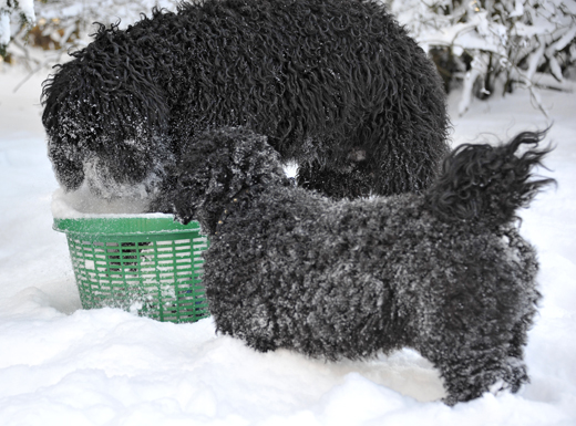 Barbet Koi och kompisen Mac letar boll i sin snöfyllda leksak