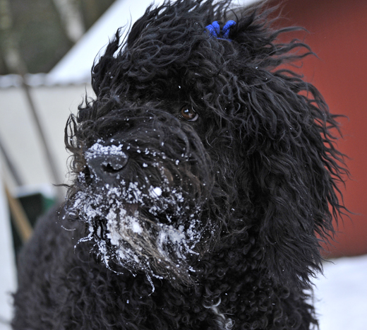Närbild Barbet Koi med snö i skägget